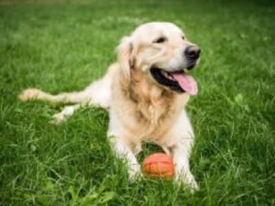 „PESEL dla psów i kotów” już w 2025 roku. Rząd stworzy Krajowy Rejestr Pupili