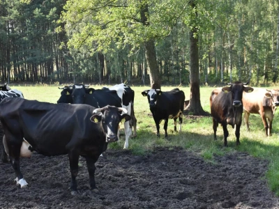 Grzebanie zwierząt gospodarskich w gospodarstwie: ogranicza emisję CO2 i koszty utylizacji? Gdzie takie prawo?