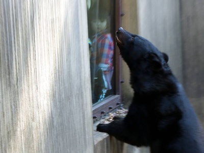 Mają problem z niedźwiedziami. Rozważana jest interwencja wojska