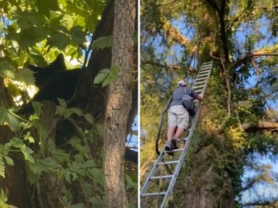 Czarny kot uciekł przed burzą… na drzewo. Na szczęście sam sobie pecha nie przyniósł