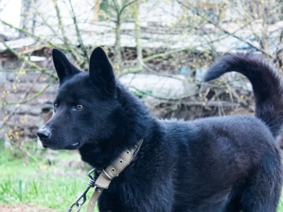 Zwierzęta były traktowane jak rzeczy. Nareszcie będą mieć nowe prawa