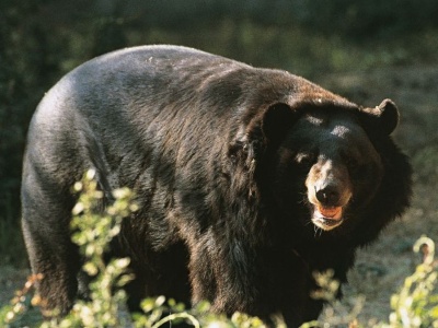 Coraz więcej ataków na ludzi. Japońskie władze wzywają na pomoc wojsko