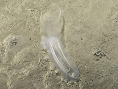 Naukowcy zbadali najgłębsze rejony oceanu. Odkryli prawie 30 tysięcy organizmów, które wyglądają jak z innej planety