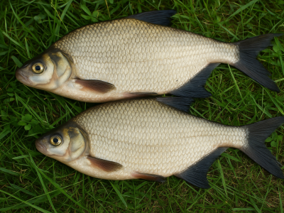 Nielegalnie złowił 2 ryby o wartości 50 zł – kilka tysięcy złotych grzywny, wyrok publiczny