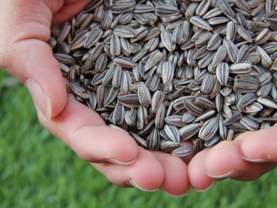 Rosja przedłuża cła eksportowe na nasiona, śrutę i olej słonecznikowy do 2028 roku