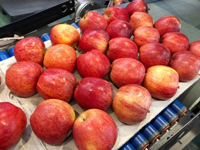 Zagranica głodna polskiej Gali: zamówienia przekraczają możliwości