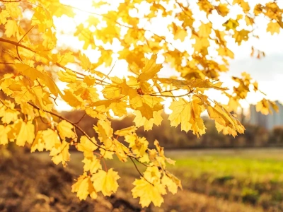 To może być rekordowy listopad. Meteorolodzy nie mają wątpliwości