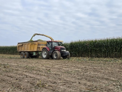 Termin zbioru kukurydzy kiszonkowej w 2025 roku