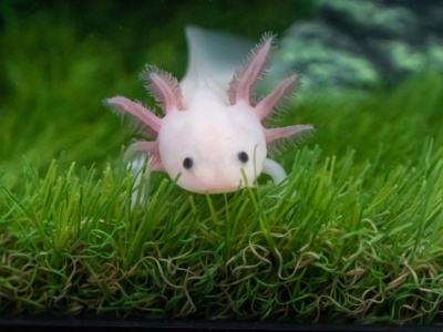 Jak to możliwe, że odrastają im kończyny? Kluczem okazał się ten hormon