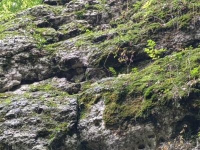 Prace ekiperskie na Jurze Północnej (ochrona roślinności naskalnej) – podsumowanie