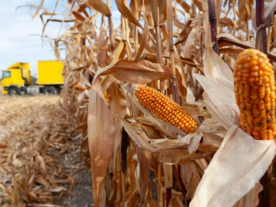 Ceny kukurydzy z całej Polski. Gdzie skupy płacą najwięcej?