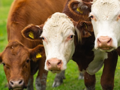 Od miesiąca szukają krów w Małopolsce. Właścicielka mówi o zemście