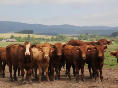 Byki i krowy tańsze o 10 gr. Jakie są aktualne ceny bydła w Polsce?