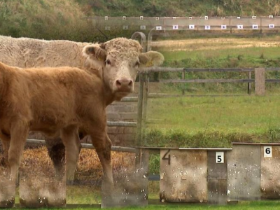 Strzelnica obok wsi. Cierpią zwierzęta i ludzie