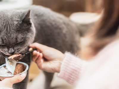 Żywienie kotów - jak dobrać karmę dla kota z wrażliwym układem pokarmowym