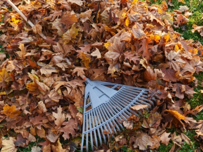 Ekologia w praktyce. Jesienne prace w ogrodzie w rytmie natury