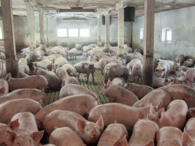 Dania: Danish Crown zwiększa dotację na budowę nowych chlewni