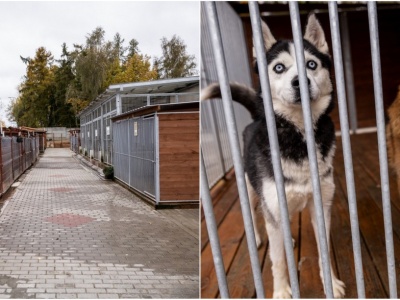 Przyjazny i ciepły dom dla bezdomnych kotów i psów. Zmodernizowano schronisko w Starogardzie Gdańskim