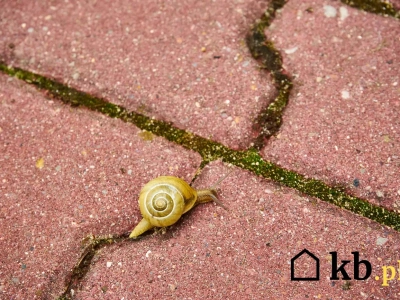 Szybko pozbyła się mchu z kostki brukowej. Ten trik działa lepiej niż chemia!