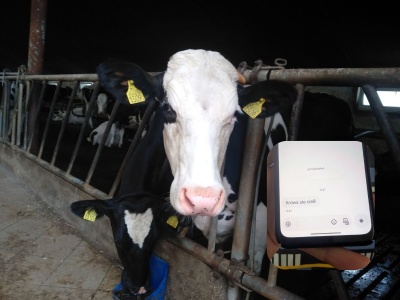 “Wstawaj, trzeba do krowy zajrzeć.” To przeszłość, teraz aplikacja poinformuje cię, kiedy cieli się krowa