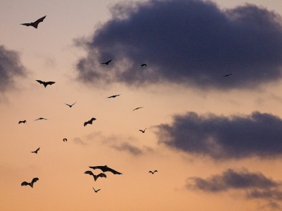 To nie żart na Halloween. Te nietoperze świecą na zielono!
