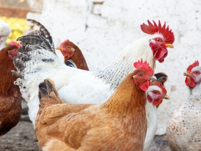 Polski drób wraca na stoły Zjednoczonych Emiratów Arabskich. Koniec zakazu importu