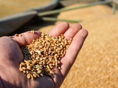 Rekordowa produkcja zbóż na świecie. Zapasów będzie najwięcej od czterech lat