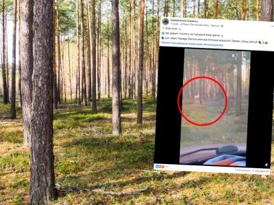 Wyjątkowe zwierzę uchwycone na nagraniu. Leśnicy: biały duch