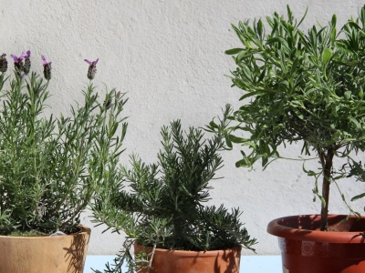 Jak przezimować lawendę na balkonie albo tarasie? Zabezpiecz ją, a wiosną znów się zazieleni