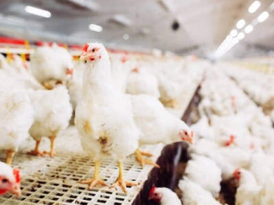 29.10.2025 Ceny skupu kurczaka i sprzedaży tuszki: kolejne dotkliwe obniżki