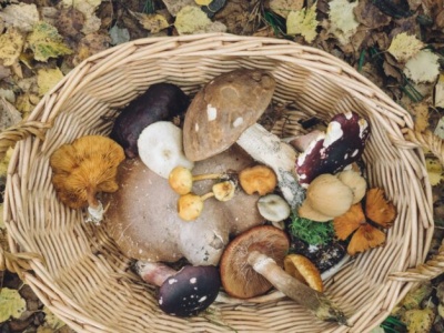 Jesienne grzybobranie w okolicach Częstochowy. Gdzie szukać i na co uważać?