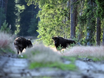Puszcza Białowieska w coraz gorszym stanie. Trafiła do kategorii „krytycznej” w raporcie IUCN