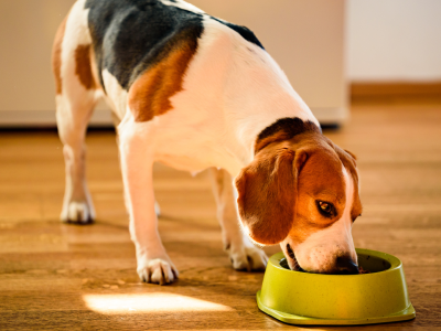 Monobiałkowa karma Gaczoo - dla psów z alergiami