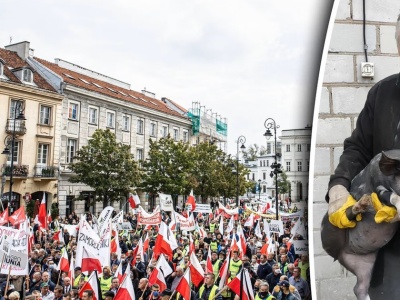 Haruje przy świniach. Żali się nie tylko na zarobki. 