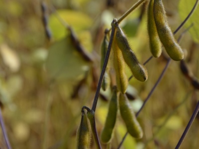 Spotkanie USA – Chiny. Wpływ na rynki, nie tylko soi