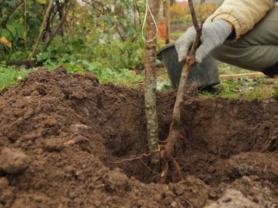 Wrzuć do dołka. Twoje nowe drzewo będzie rosło jak szalone przez kolejne lata