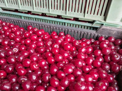 Ukraińcy postawią na wiśnie? Tamtejsze media mówią o perspektywach