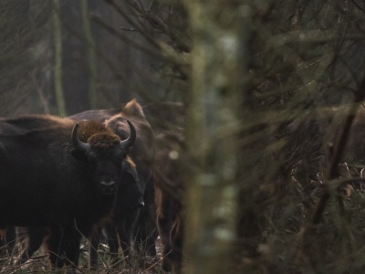 Chciał zrobić zdjęcie. Żubr zaatakował turystę