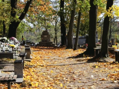 Hieny cmentarne gotowe do ataku