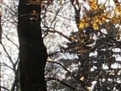 Czas chryzantem i spokoju. Jak Lublin przygotowuje się do Dnia Wszystkich Świętych