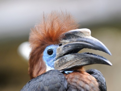 Ten ptak zamurowuje partnerkę. 