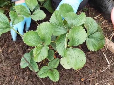 Latem plony truskawek cię zachwycą. Już teraz zrób to, co każdy ogrodnik