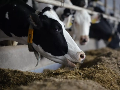 Ceny mleka lecą w dół! Globalny rynek pod presją – co to oznacza dla polskich rolników?