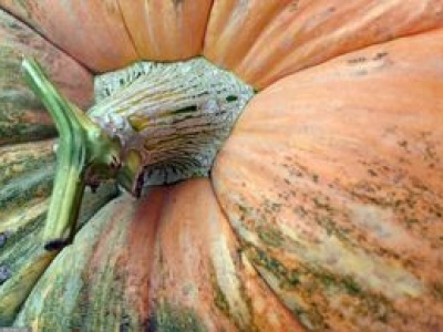 Dyniowa alternatywa dla zboża. Na wsi sondują opłacalność tego pomysłu