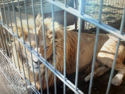 Nielegalne zoo w Czchowie. Mieszkaniec trzymał lwy i tygrysa w fatalnych warunkach