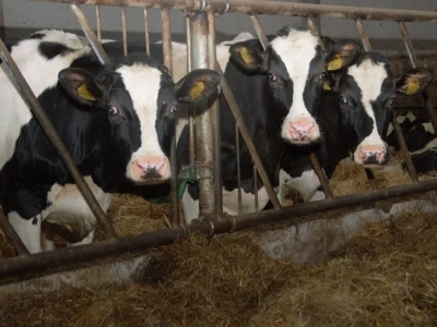 Co się dzieje na rynku mleka? Rolnicy będą tracić