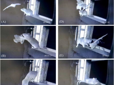 Szczury łapią nietoperze w locie. To zagrożenie dla europejskich gatunków i ludzkiego zdrowia