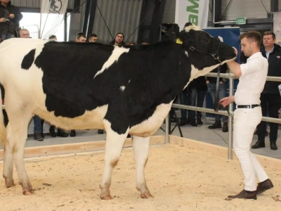 Ceny jałówek wystrzeliły. Rekordy na aukcjach, większość jedzie za granicę