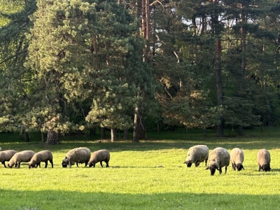 Pierwszy przypadek choroby niebieskiego języka w stadzie owiec