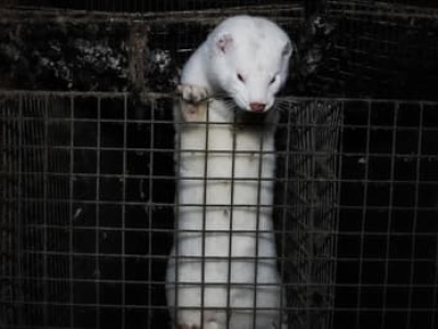 Czarnek broni kotleta, a Konfederacja straszy ukrainizacją ferm. Rozbrajamy mity o futrzanym zakazie